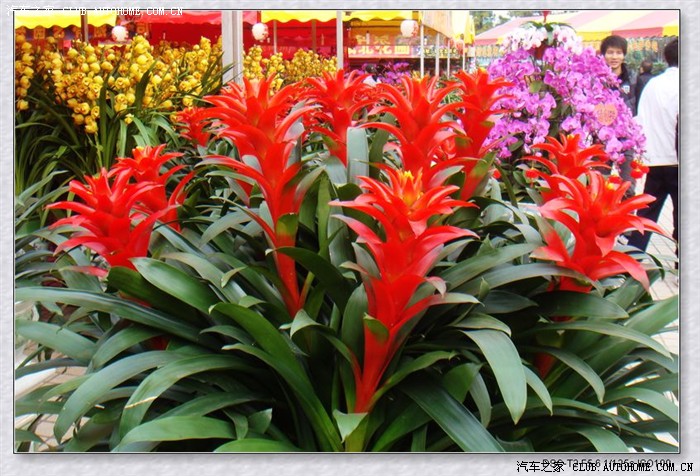 【图】2011佛山陈村花卉世界迎春花市_广东论坛_汽车之家论坛