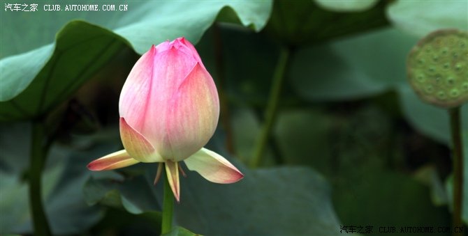 【图】有人知道眉山自由人俱乐部的群qq号和