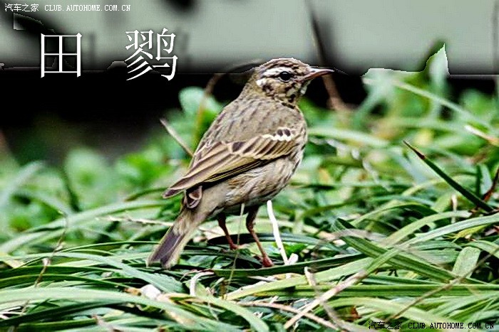 生态南通 野鸟天堂(江苏南通人的骄傲)