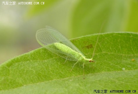 有谁了解小宝身上长的是何种生物送路遇宝马640i