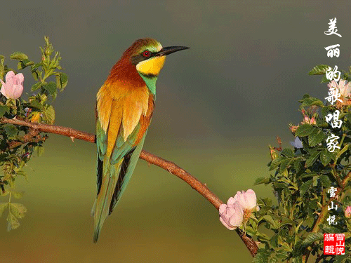 壁纸 动物 鸟 鸟类 雀 摄影 小鸟 桌面 500_375 gif 动态图 动图