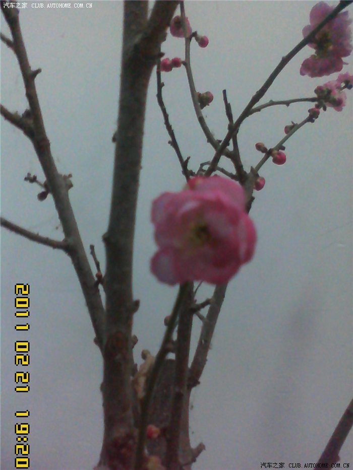(与车无关)铁杆梅花盛开
