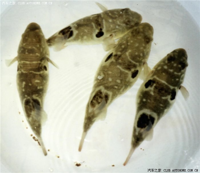 【图】蒌蒿满地芦芽短,正是河豚欲上时。--3月