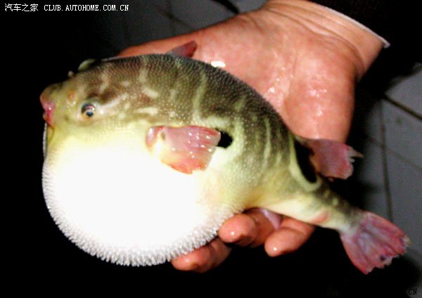 【图】蒌蒿满地芦芽短,正是河豚欲上时。--3月