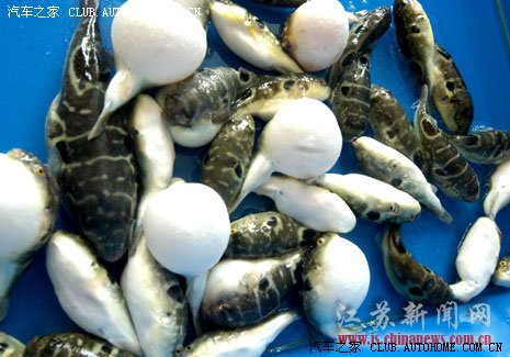 【图】蒌蒿满地芦芽短,正是河豚欲上时。--3月