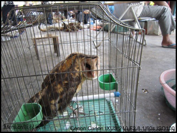 【图】晒几张我前几天去打洛,偷渡到缅甸拍的