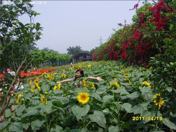 【图】百万葵园一日游,多图 !_花冠论坛_汽车之