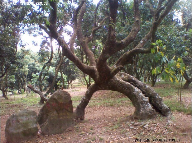 把QQ308露脸了,高州千年荔枝树、最新油耗3.