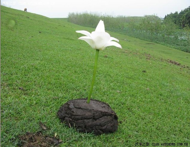 【图】娱乐贴《一朵鲜花插在牛粪上》,不服请