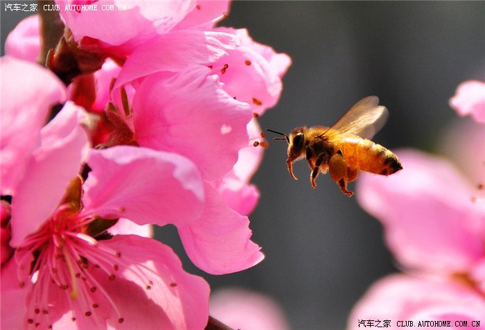 【图】采得百花成蜜后 为谁辛苦为谁甜