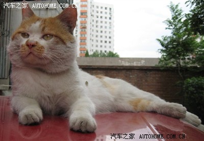 美女 洗澡 裸出 浴室 后的经历 绝对与车有关_北