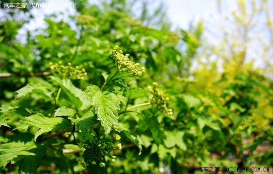 【图】升高植物园。内有丝袜女。很像凤姐啊_香港初中春游中图片