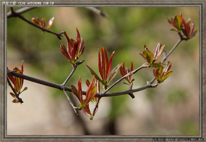 【图】清明时节--小镇无处不飞花!_凯越论坛