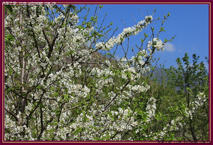 【图】清明时节--小镇无处不飞花!_凯越论坛