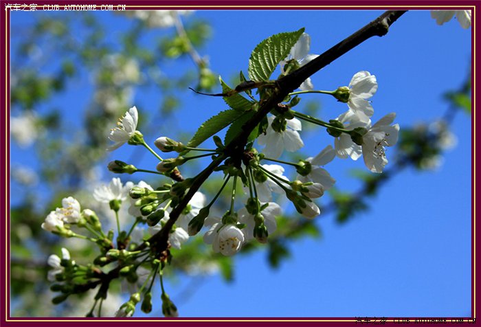 【图】清明时节--小镇无处不飞花!_凯越论坛