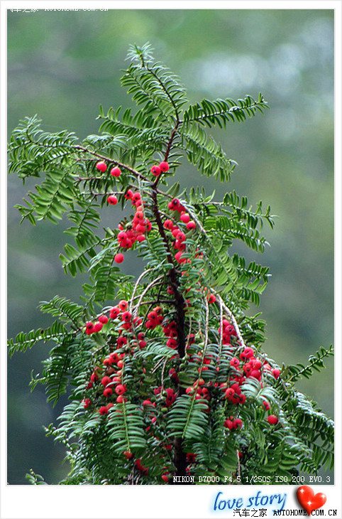 【图】【相思情豆】红豆生南国,春来发几枝?