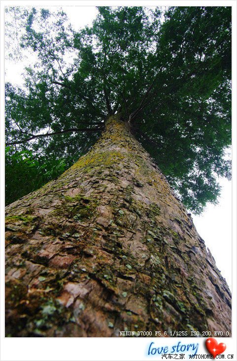 【图】【相思情豆】红豆生南国,春来发几枝?