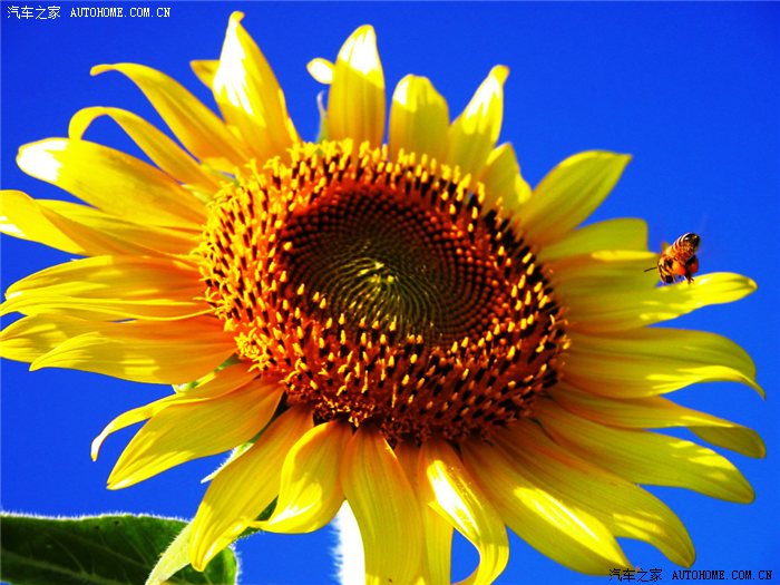 【欣欣向荣】一心只为向阳开