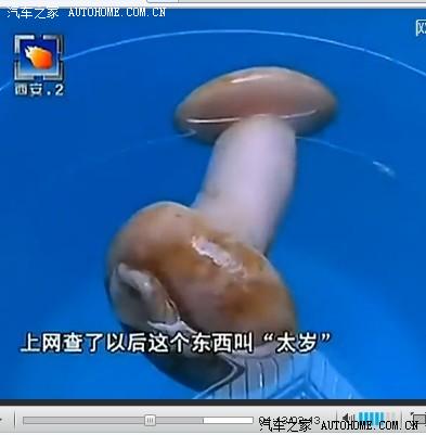 爆笑 西安女记者误将男用自慰器认作"太岁灵芝"(图)