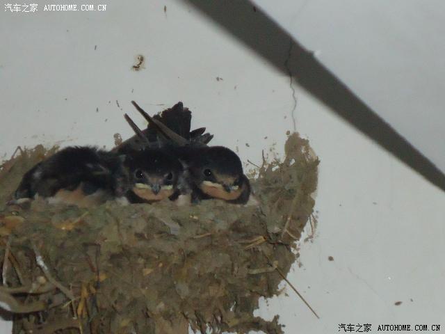 【图】旧时王谢堂前燕,飞入寻常百姓家---96楼