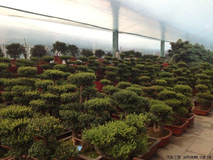 【图】青州花卉市场拍几张