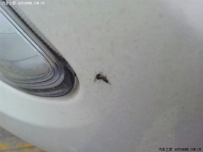 【图】车振有图有真相_富康论坛_汽车之家论坛