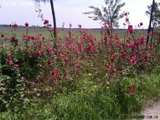 【图】崇明东滩湿地公园,国产低像素手机拍的