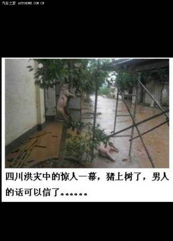 【图】男人靠得住,猪都能上树。逆天了!_蒙迪