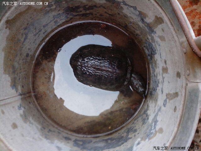 【图】大家帮忙看看这是什么种类的老鳖,学命