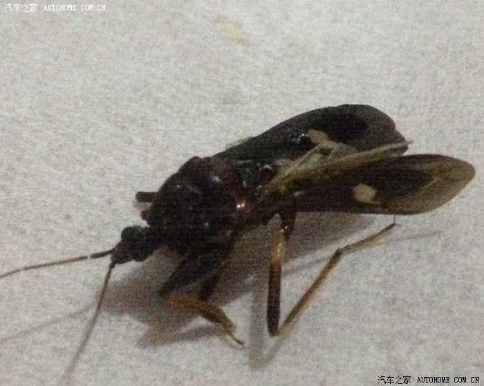 什么虫子咬人,帮我看什么虫子?急急。