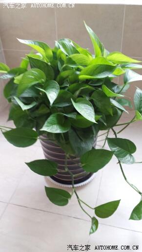 【图】老婆在家里摆放的植物,好多都不知道名