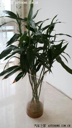 【图】老婆在家里摆放的植物,好多都不知道名