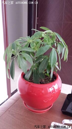 【图】老婆在家里摆放的植物,好多都不知道名