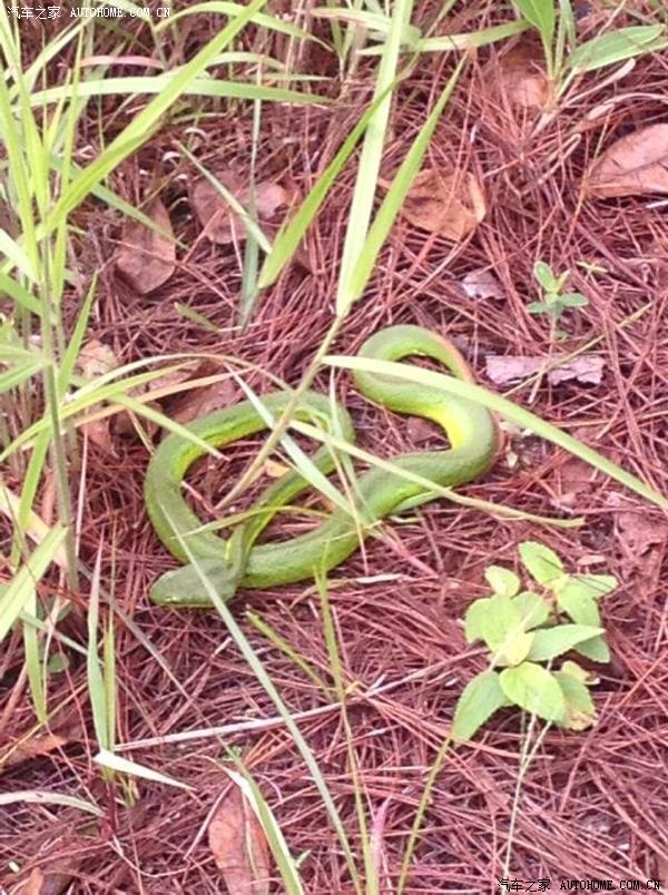 【图】摸摸兄刚刚逮了一条,求鉴定准备拿去黑