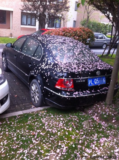 樱花台里樱花庵,樱花庵里樱花车,这样开出去