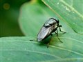 ���