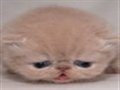 ���