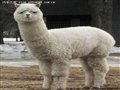 ���