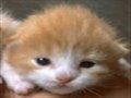 ���