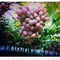 ���