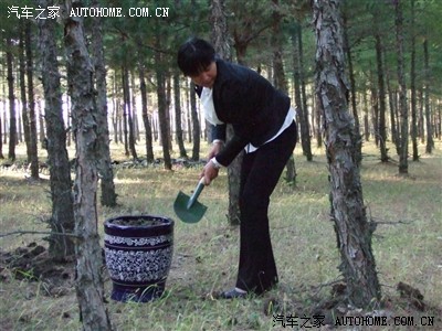 开车挖松针土栽花