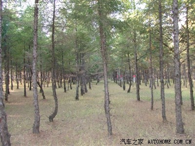 开车挖松针土栽花