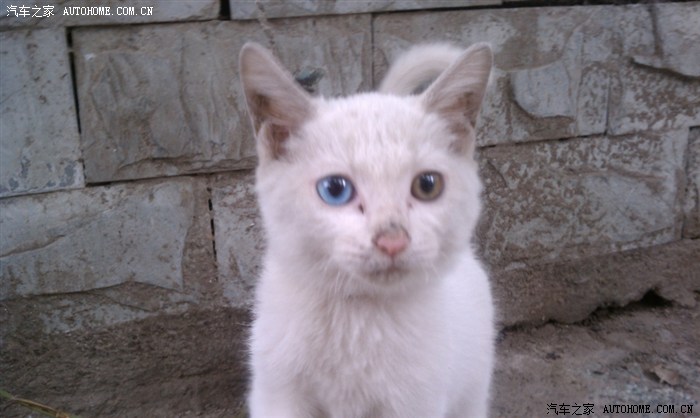 【图】我也发个猫两只眼睛颜色不一样_标致3
