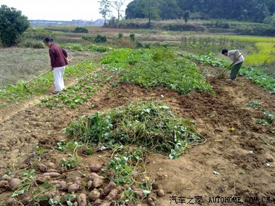 开着MINI带上老婆挖红薯去!(斑竹给个精吧)