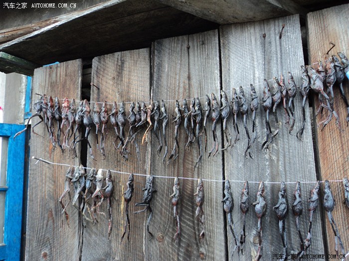 【图】初秋时节,到靖宇县观风景,品林蛙