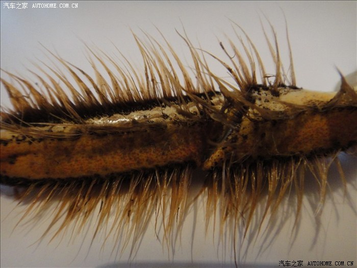 【图】和谐社会话河蟹_上海论坛_汽车之家论