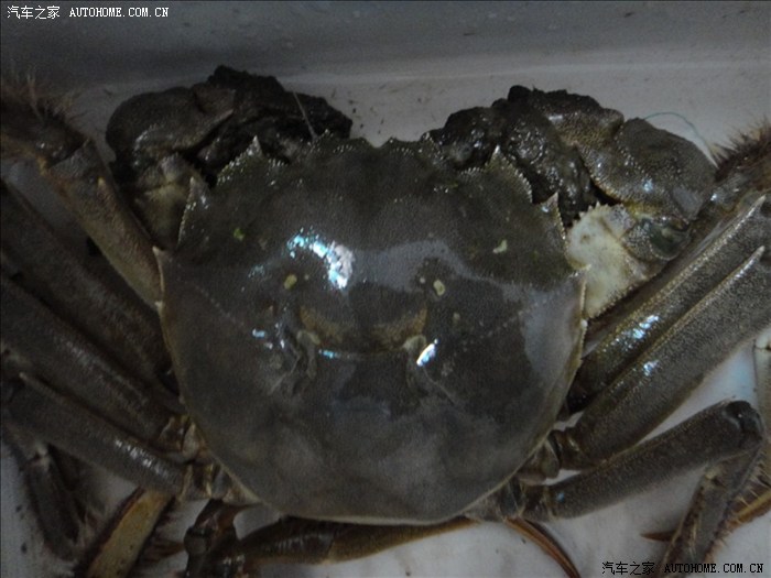 【图】和谐社会话河蟹_上海论坛_汽车之家论