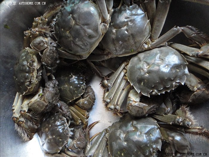 【图】和谐社会话河蟹_上海论坛_汽车之家论