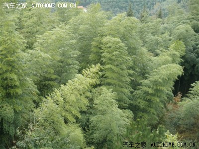 浙江安吉自驾二日游(江南天池、竹博园)_江苏