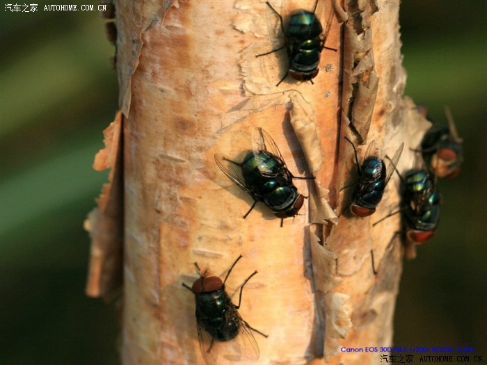 【图】苍蝇之微(可能会让人恶心请慎入)